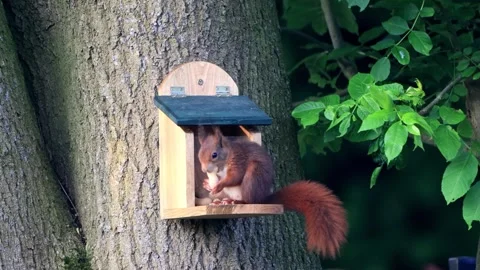 Squirrel eats a peanut Stock Footage 244293294