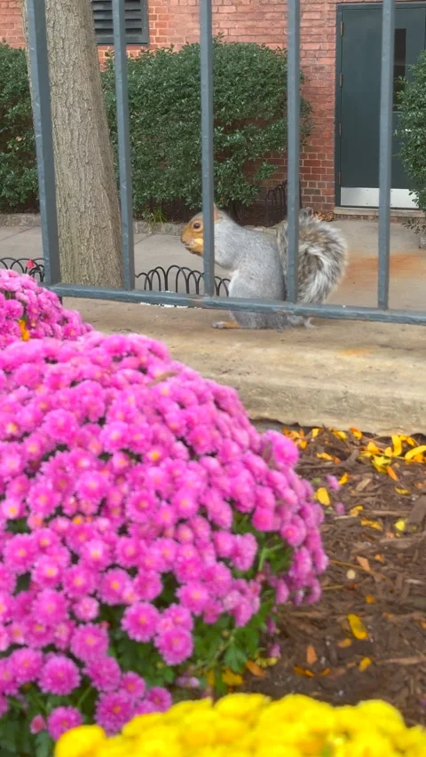 A squirrel eats a peanut in front of an affordable housing in the East Village, Stock-Footage 340382312