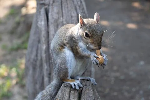 A squirrel eats a peanut Stock Photos