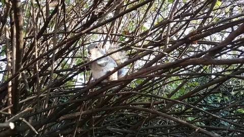 Squirrel eats a peanut on a tree in a public park Stock Footage 82713030