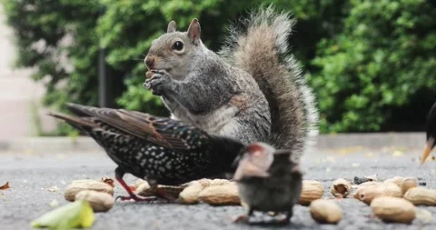 A squirrel eats a peanut while surrounded by birds Video stock 130615834