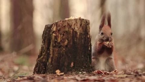 Squirrel eats a peeled walnut macro shot 스톡 동영상 229935544