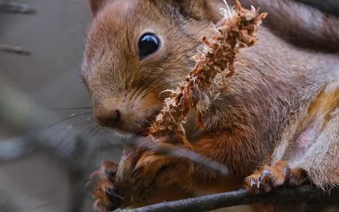 Squirrel eats a pine cone Stock Photos