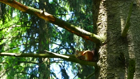 A squirrel eats a pine cone on a tree branch. 動画素材 155543922