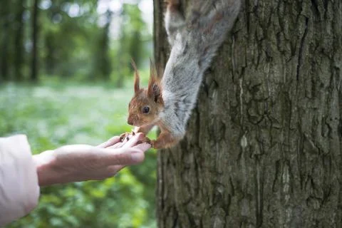 Squirrel eats pine nuts from the hand Stock Photos