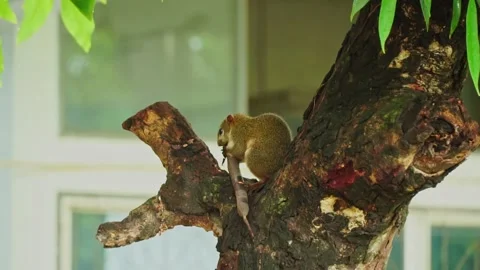 Squirrel eats pod of fruit sitting on the tree. Stock Footage 169245164