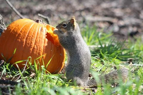 A squirrel eats a pumpkin under a tree on green grass. Spring or autumn photo Stock Photos