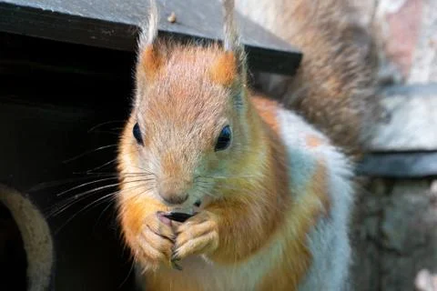 The squirrel eats a seed. An animal in the park. Stock Photos