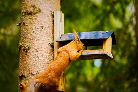 Squirrel eats seeds from a bird feeder on a tree Stock Photos