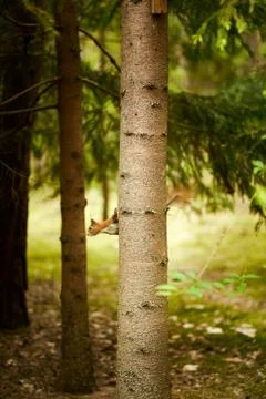 Squirrel eats seeds from a bird feeder on a tree Stock Photos