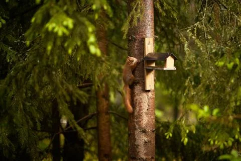Squirrel eats seeds from a bird feeder on a tree Stock Photos