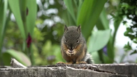 Squirrel eats seeds. Video stock 76289792