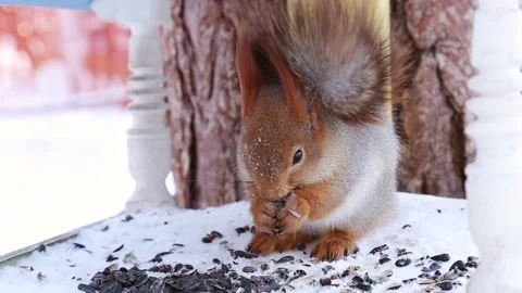 Squirrel eats seeds Stock Footage 221698209