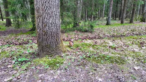 A squirrel eats something in the park in early spring. Slowmotion Stock Footage 337784220