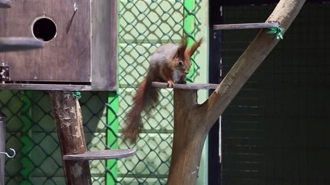 Squirrel eats sunflower seeds Stock Footage 76813371