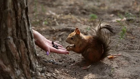 Squirrel eats sunflower seeds Stock Footage 79319470