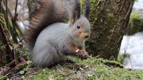 Squirrel eats sunflower seeds Stock Footage 189255504