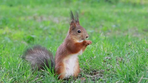 Squirrel eats sunflower seeds on the ground. Then he runs away Stock-Footage 23700665