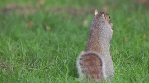 Squirrel eats sunflower seeds on the ground. Stock Footage 52920917