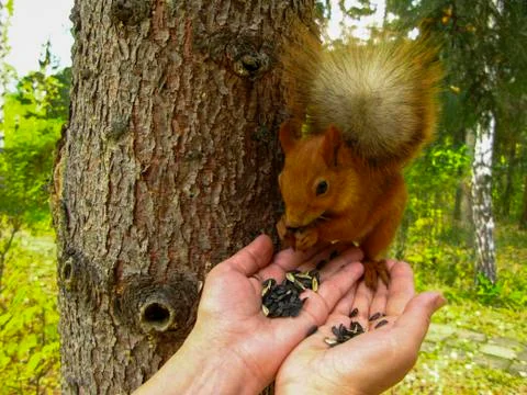 Squirrel eats sunflower seeds from human hands. Stock Photos