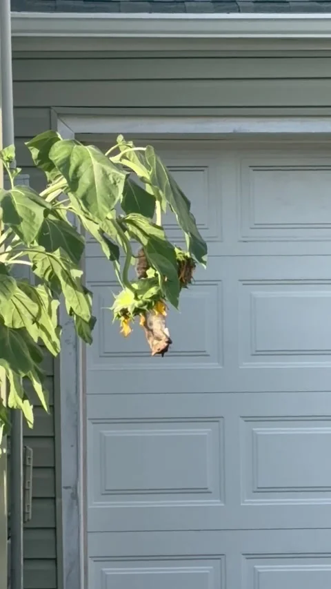 Squirrel Eats Sunflower Seeds While Hanging Upside-Down, Fair Lawn, New Jersey,  Stock Footage 343765300
