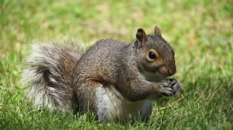 Squirrel eats thenjumps out of picture Stock Footage 49045250
