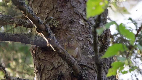 A squirrel eats on a tree branch Stock Footage 138835893