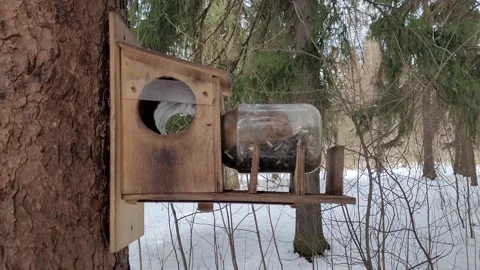 Squirrel eats in a tree feeder in a park in winter 4k Stock-Footage 175296065