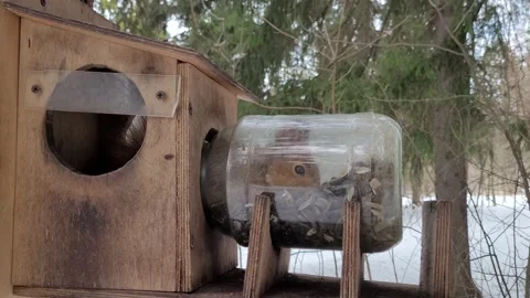 Squirrel eats in a tree feeder in a park in winter 4k Video stock 175296830
