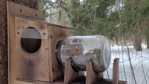 Squirrel eats in a tree feeder in a park in winter 4k Video stock 175297342