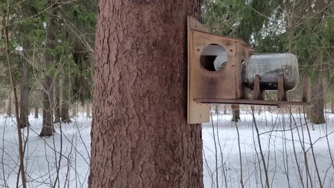 Squirrel eats in a tree feeder in a park in winter 4k Stock Footage 175297566