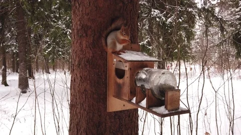 Squirrel eats on a tree with a feeder in the winter forest Video stock 166279374