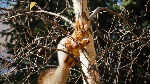 Squirrel Eats On A Tree 스톡 동영상 103807316