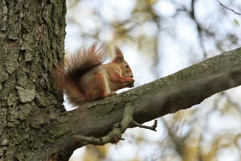 Squirrel Eats on a Tree Photos