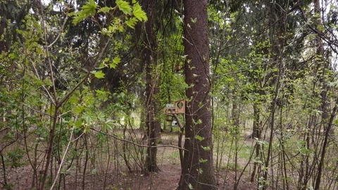 Squirrel eats on a tree in spring park 4k Stock Footage 129731813
