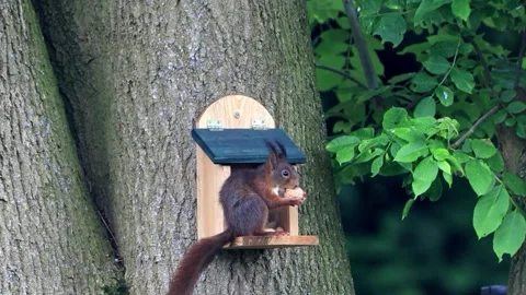 Squirrel eats a walnut Stock Footage 244237417
