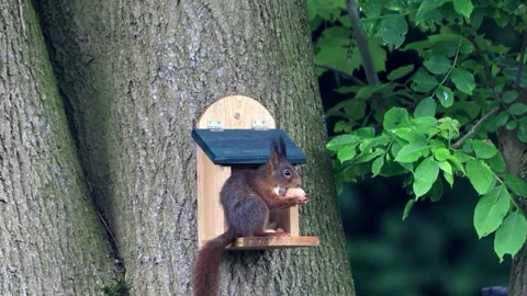 Squirrel eats a walnut Video stock 244293189