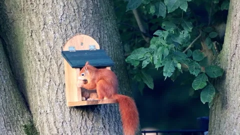 Squirrel eats a walnut Stock Footage 261988050