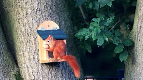 Squirrel eats a walnut Stock Footage 262021879