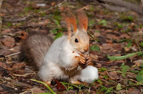 Squirrel eats walnut in the forest or park Stock Photos