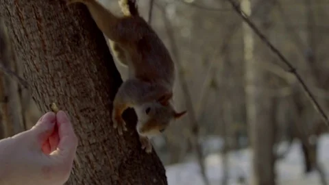 Squirrel eats walnut from a woman's hands in snow forest Stock Footage 81665502