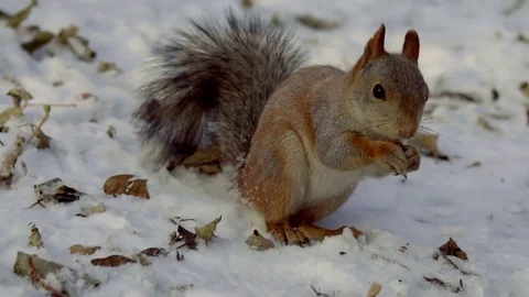 Squirrel eats walnut from a woman's hands in snow forest Stock Footage 81665519