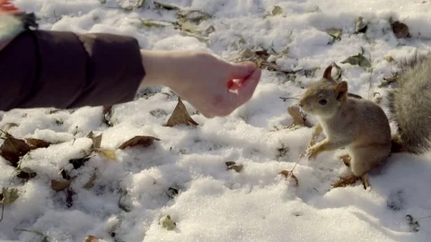 Squirrel eats walnut from a woman's hands in snow forest Stock Footage 81665678