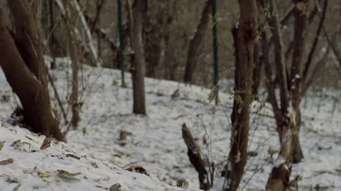 Squirrel eats walnut from a woman's hands in snow forest Stock Footage 81665688
