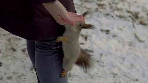 Squirrel eats walnut from a woman's hands in snow forest Stock Footage 81665713