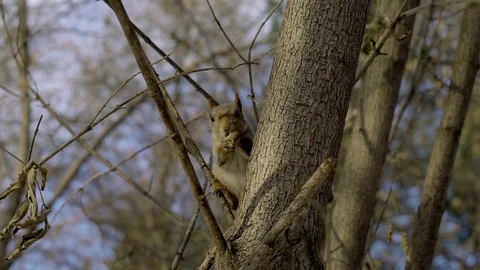 Squirrel eats walnut from a woman's hands in snow forest Stock Footage 81665893