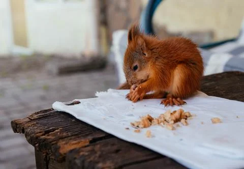 The squirrel eats walnuts. Tame squirrel. Feeding the squirrels Stock Photos