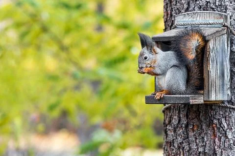 A squirrel eats while sitting on a feeding trough Stock Photos