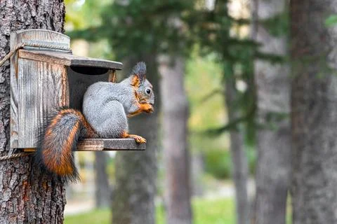 A squirrel eats while sitting on a feeding trough. Stock Photos