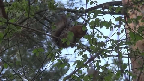 Squirrel eats young leaves 스톡 동영상 74929190